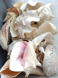 SHELLS