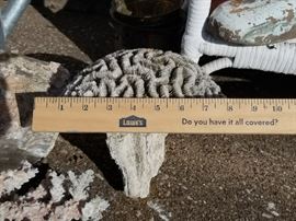 Large Petrified CORAL