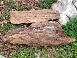 Large PETRIFIED Wood Pieces