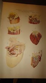 1880's Anatomy book