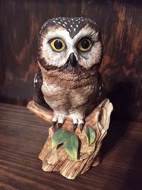 Audubon  SawWhet Owl