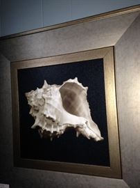 Framed shell