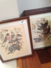 Framed bird prints