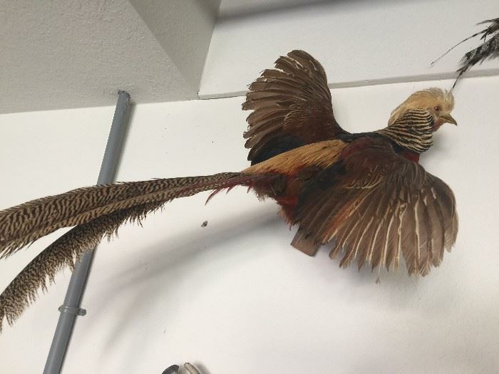 FLYING LADY AMHERST'S PHEASANT 