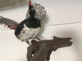 Chrysolophus Amherstiae Flying Lady