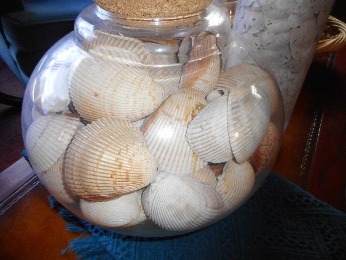 Large sea shells in Jar
