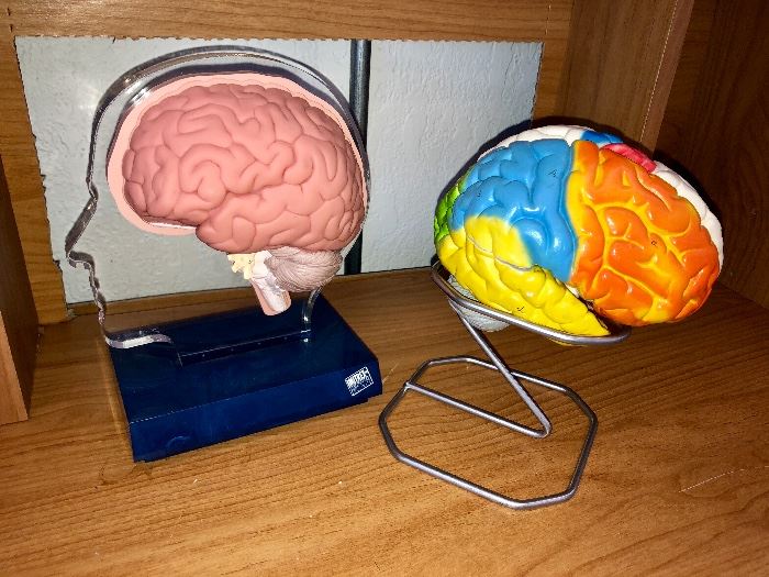 Medical Brain models 
