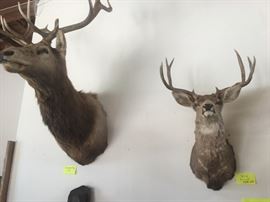 Taxidermy Deer Mounts
