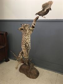 Taxidermy Bobcat and Quail
