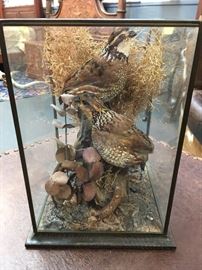 Quail Taxidermy