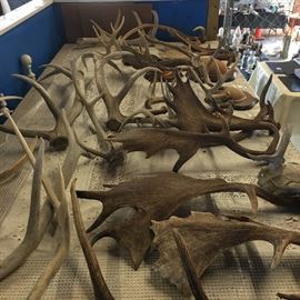 Lots of Elk and Deer Antlers