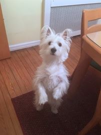 TESS IS JUMPING FOR JOY! COME AND MEET HER!