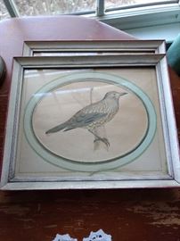 Pair of super bird pictures!