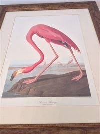 Audubon American Flamingo Print.
