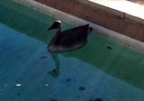 Decoy Duck
