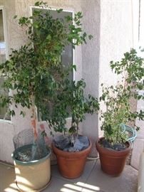 Potted Plants and Trees
