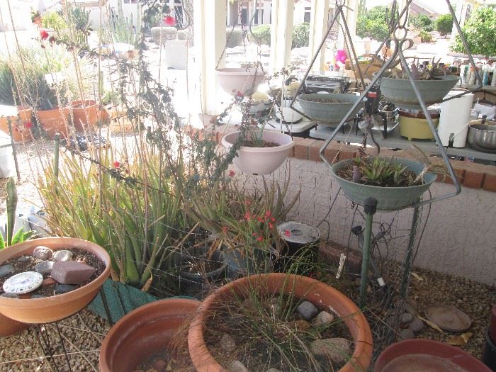 Lots of Plants and Pots for sale