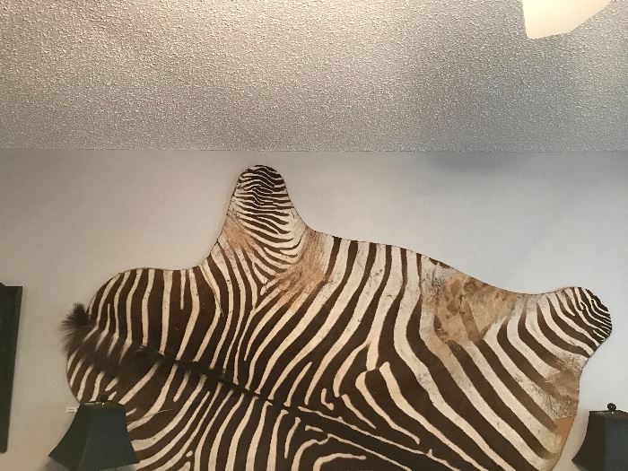 Zebra flat mounted on plywood form. 