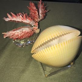 NAUTICAL DECOR' -REAL SHELLS!