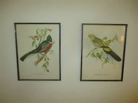 Bird pictures
