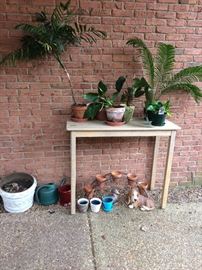 House plants, pots and rough table