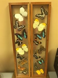 Beautiful Mounted Butterflies 