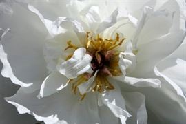 White Peony 2015 04 29 15 37 00 UTC