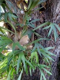 Large Staghorn plants