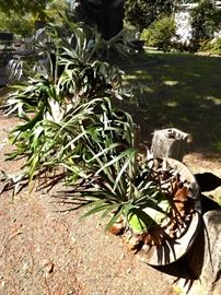 various sizes of staghorn ferns on boards