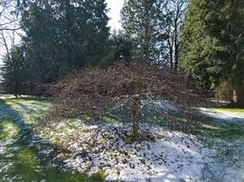 25 year old Japanese Maple