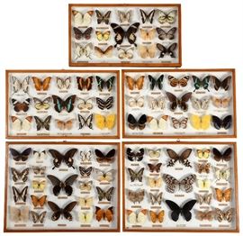 100a. Collection Of Butterflies
