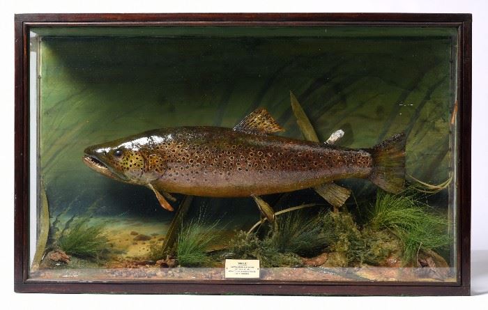 181. Mounted Fish In A Display Case