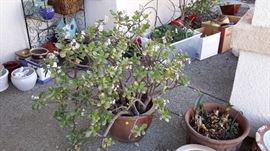 Outdoor pottery with plants available as well! 