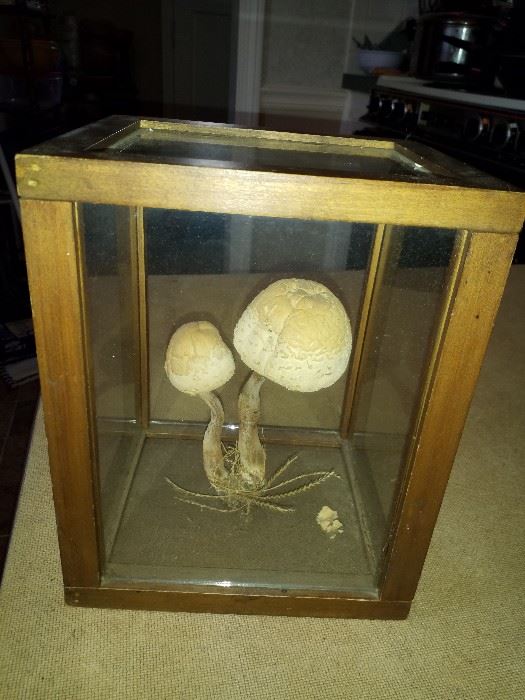 Mushroom display