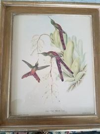 Botanical Prints