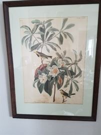 Audubon Prints