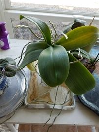 Many plants