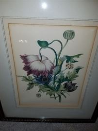 Botanical