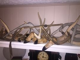 Antlers
Deer feet
Deer hide