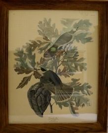 "Canada Jay"  Birds in frame