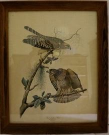 Red shouldered hawk print in frame