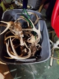 Deer antlers great for projects