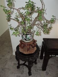 JADE TREE (real)