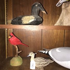 BEAUTIFUL COLLECTION OF BIRDS / DUCKS