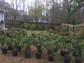 Nadinas, Hollies, Egustrums, and Ligustrims