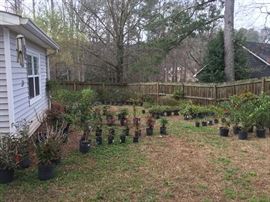 Nadinas Hollies, Egustrums and others