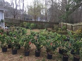 Nadinas, Hollies, Egustrums, and Ligustrims