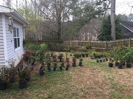 Nadinas Hollies, Egustrums and others