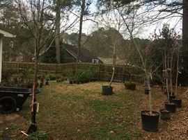 October Glory Red Maple Trees and Weeping Willow Tree