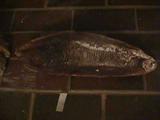 Fossil
